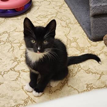 Rescue Tuxedo and Domestic Short Hair Cats for Adoption in Escalon, California - KIT KAT | PetCurious