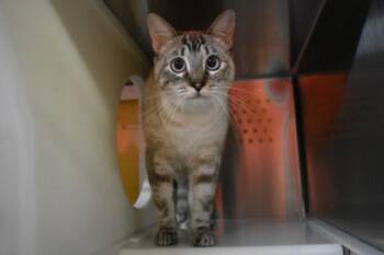 Fable -  Siamese and Domestic Short Hair Cat for Adoption in Kansas City, Missouri - Fable | PetCurious