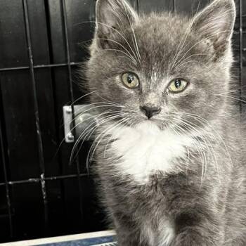 Dennis Frye -  Domestic Medium Hair Cat for Adoption in Eagle Mountain, Utah - Dennis Frye | PetCurious