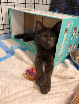 Marlin -  Bombay and Domestic Short Hair Cat for Adoption in Boca Raton, Florida - Marlin | PetCurious