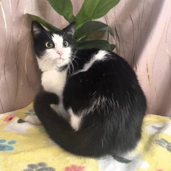 Soybean -  Domestic Short Hair Cat for Adoption in Long Beach, Mississippi - Soybean | PetCurious
