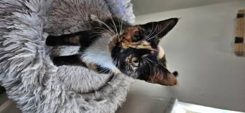 Rescue Domestic Short Hair Cats for Adoption in Sunrise, Florida - Deva | PetCurious