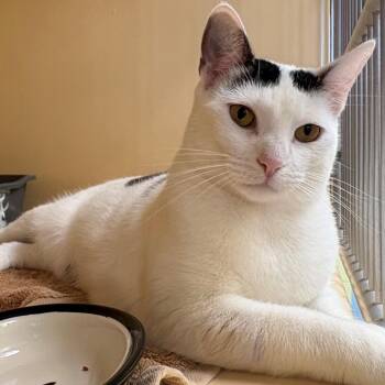 Maw -  Domestic Short Hair Cat for Adoption in East Hanover, New Jersey - Maw | PetCurious