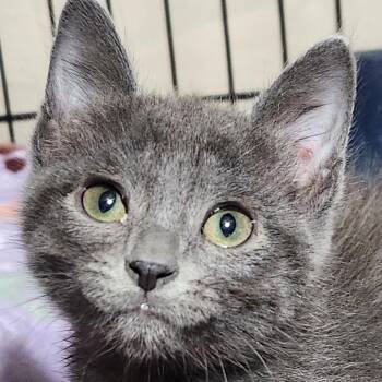 Domestic Short Hair Cats Available for Adoption in Corsicana, Texas - Mowgli K46437 | PetCurious