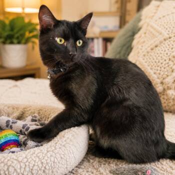 Barbell -  Domestic Short Hair Cat for Adoption in Brea, California - Barbell | PetCurious