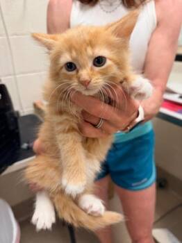 Saffron -  Domestic Long Hair Cat Available for Adoption in Madison, Georgia - Saffron | PetCurious