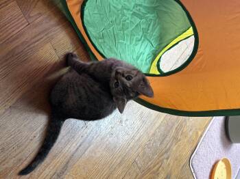 Obara -  Domestic Short Hair Cat for Adoption in Bethel Park, Pennsylvania - Obara | PetCurious