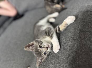 Domestic Short Hair Cats Available for Adoption in Pompano Beach, Florida - Sunny | PetCurious