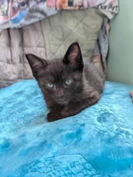 Domestic Short Hair Cats Available for Adoption in Trenton, New Jersey - Andesite | PetCurious