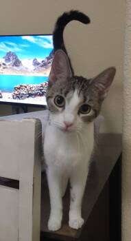 Sasha -  Tabby and Domestic Short Hair Cat for Adoption in Gilbert, Arizona - Sasha | PetCurious