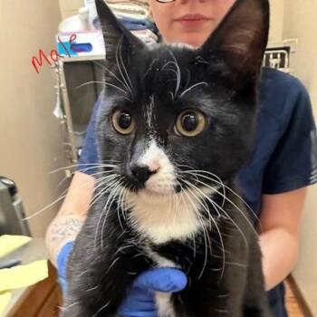 Domestic Short Hair Cats Available for Adoption - Angelo | PetCurious