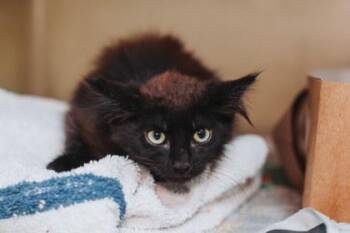 94245a Rue -  Domestic Medium Hair and Domestic Short Hair Cat for Adoption in North Charleston, South Carolina - 94245a Rue | PetCurious