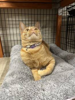 Tabby and Domestic Short Hair Cats Available for Adoption - Sunset And Sunshine | PetCurious