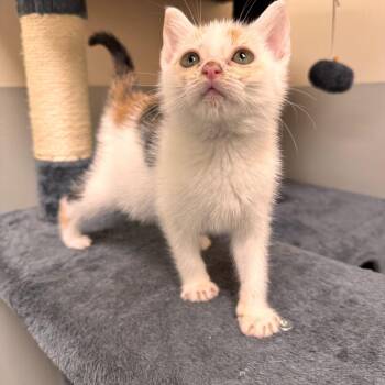 Aretha -  Domestic Short Hair Cat for Adoption - Aretha | PetCurious
