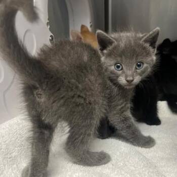 Hazel -  Domestic Short Hair Cat for Adoption in Morgan Hill, California - Hazel | PetCurious