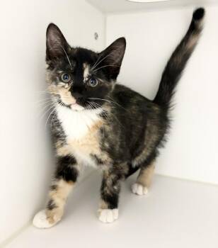 Domestic Short Hair Cats Available for Adoption in Rochester, Indiana - Misty ~ Available At PetSmart Warsaw, IN!! | PetCurious