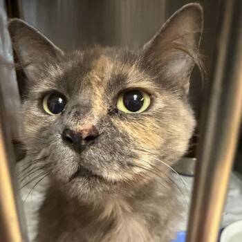 Vesper -  Domestic Long Hair Cat for Adoption in Hopewell, Virginia - Vesper | PetCurious