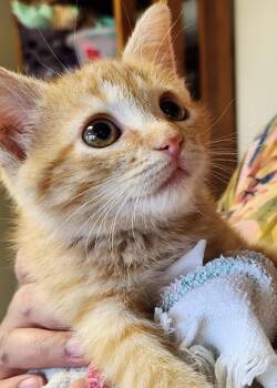 Rescue Domestic Short Hair Cats for Adoption in Mason City, Iowa - Mercie | PetCurious