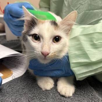 Sheby -  Domestic Short Hair Cat for Adoption in Tempe, Arizona - Sheby | PetCurious
