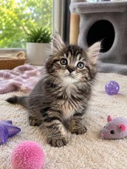 Avalon -  Domestic Medium Hair Cat for Adoption in Chattanooga, Tennessee - Avalon | PetCurious