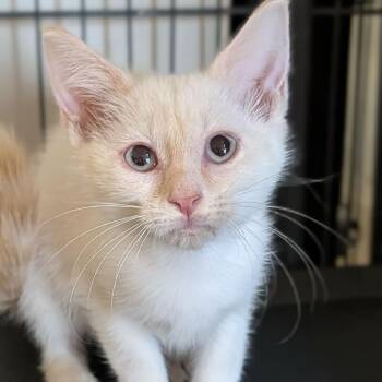 Brittany -  Domestic Short Hair Cat for Adoption in Cape Girardeau, Missouri - Brittany | PetCurious