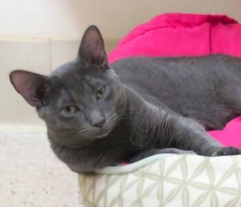 Rescue Domestic Short Hair Cats for Adoption in Palmyra, Virginia - Frenchy | PetCurious