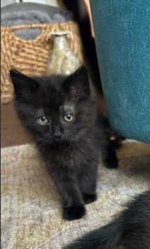 Emma Templeton -  Domestic Long Hair Cat for Adoption in Bowling Green, Ohio - Emma Templeton | PetCurious