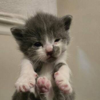Mouse -  Domestic Short Hair Cat for Adoption in Lyle, Minnesota - Mouse | PetCurious