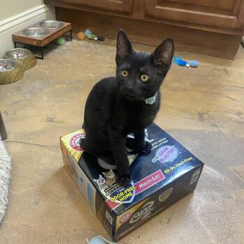 Buzz -  Bombay and American Shorthair Cat for Adoption in Mission Viejo, California - Buzz | PetCurious