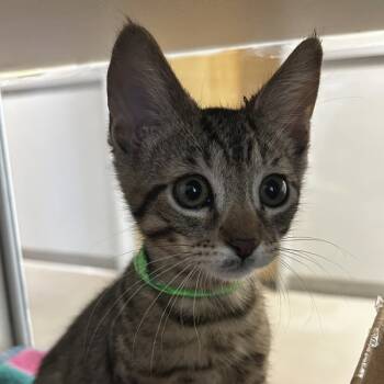 Rescue Domestic Short Hair Cats for Adoption in Oakland, California - Vaughn | PetCurious