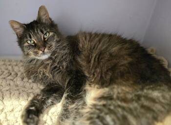 Rescue Domestic Medium Hair Cats for Adoption in Vancouver, Washington - Ally | PetCurious