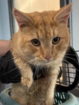 Rescue Domestic Short Hair Cats for Adoption in Lawrenceville, Georgia - Sf 28 | PetCurious