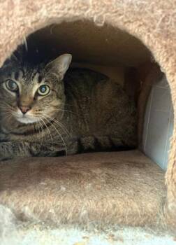 Rescue Tabby Cats for Adoption - Sherlock | PetCurious