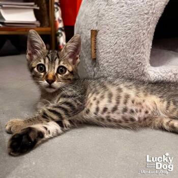 Rescue Domestic Short Hair Cats for Adoption in Washington, District Of Columbia - Frederick | PetCurious