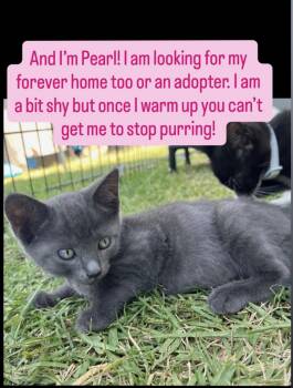 Pearl -  Domestic Short Hair Cat for Adoption in Fullerton, California - Pearl | PetCurious