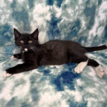 Phoenix -  Domestic Long Hair Cat for Adoption in Benld, Illinois - Phoenix | PetCurious