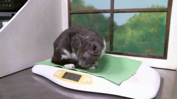 ALLIE -  Domestic Short Hair Cat for Adoption in Houston, Texas - ALLIE | PetCurious
