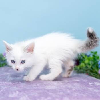 Princess Daisy -  Domestic Short Hair Cat for Adoption in Durham, North Carolina - Princess Daisy | PetCurious