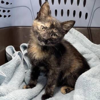 Tin -  Domestic Short Hair Cat for Adoption in Cumming, Georgia - Tin | PetCurious