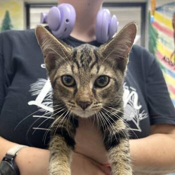 Logan -  American Shorthair Cat for Adoption in Lufkin, Texas - Logan | PetCurious
