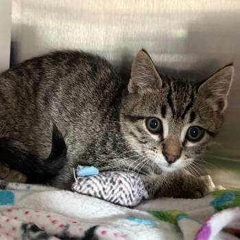 Rescue Domestic Short Hair Cats for Adoption in Cedaredge, Colorado - Joker | PetCurious