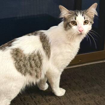 Domestic Long Hair Cats Available for Adoption in Villa Park, California - Slughorn (Sluggy Bear) | PetCurious