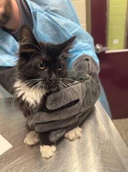 Shalimar -  Domestic Short Hair Cat for Adoption in Fairfax, Virginia - Shalimar | PetCurious
