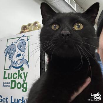 Domestic Short Hair Cats Available for Adoption - Mae | PetCurious