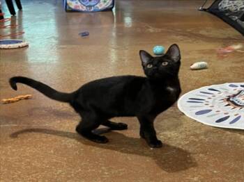 *WEDNESDAY -  Domestic Short Hair Cat for Adoption in Woodland, California - *WEDNESDAY | PetCurious
