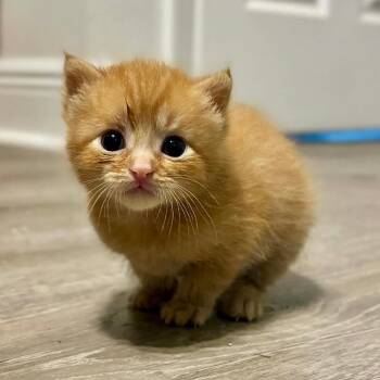 Domestic Short Hair Cats Available for Adoption in Tampa, Florida - Kangaroo | PetCurious