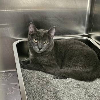 Fun Dip -  Domestic Short Hair Cat for Adoption in Richmond, Virginia - Fun Dip | PetCurious