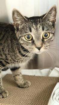 Chessie -  Domestic Short Hair Cat for Adoption in Fairfax, Virginia - Chessie | PetCurious