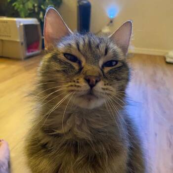 Kiki -  Domestic Long Hair Cat for Adoption in Ashland, Oregon - Kiki | PetCurious