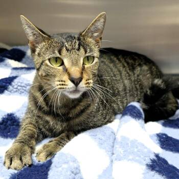 Morty -  Domestic Short Hair Cat for Adoption in Michigan City, Indiana - Morty | PetCurious